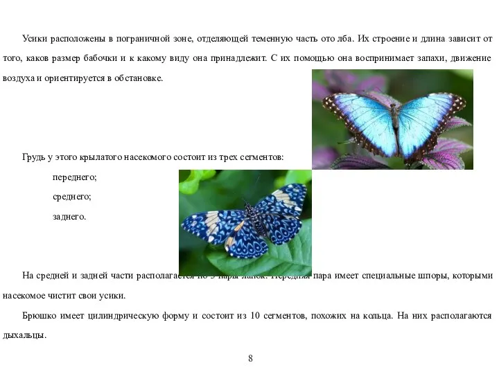 Усики расположены в пограничной зоне, отделяющей теменную часть ото лба. Их строение