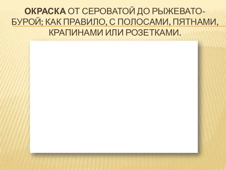 ОКРАСКА ОТ СЕРОВАТОЙ ДО РЫЖЕВАТО-БУРОЙ; КАК ПРАВИЛО, С ПОЛОСАМИ, ПЯТНАМИ, КРАПИНАМИ ИЛИ РОЗЕТКАМИ.