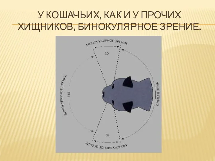 У КОШАЧЬИХ, КАК И У ПРОЧИХ ХИЩНИКОВ, БИНОКУЛЯРНОЕ ЗРЕНИЕ.