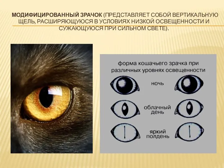 МОДИФИЦИРОВАННЫЙ ЗРАЧОК (ПРЕДСТАВЛЯЕТ СОБОЙ ВЕРТИКАЛЬНУЮ ЩЕЛЬ, РАСШИРЯЮЩУЮСЯ В УСЛОВИЯХ НИЗКОЙ ОСВЕЩЕННОСТИ И СУЖАЮЩУЮСЯ ПРИ СИЛЬНОМ СВЕТЕ).