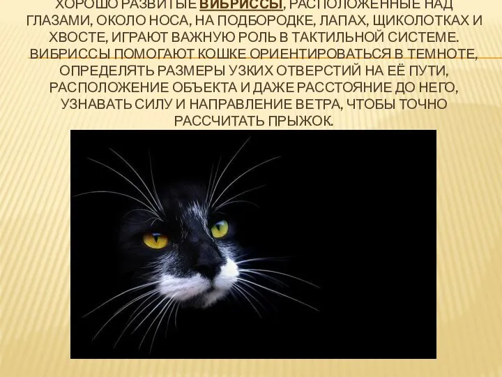 ХОРОШО РАЗВИТЫЕ ВИБРИССЫ, РАСПОЛОЖЕННЫЕ НАД ГЛАЗАМИ, ОКОЛО НОСА, НА ПОДБОРОДКЕ, ЛАПАХ, ЩИКОЛОТКАХ