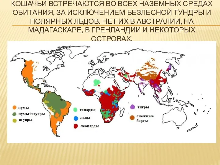 КОШАЧЬИ ВСТРЕЧАЮТСЯ ВО ВСЕХ НАЗЕМНЫХ СРЕДАХ ОБИТАНИЯ, ЗА ИСКЛЮЧЕНИЕМ БЕЗЛЕСНОЙ ТУНДРЫ И