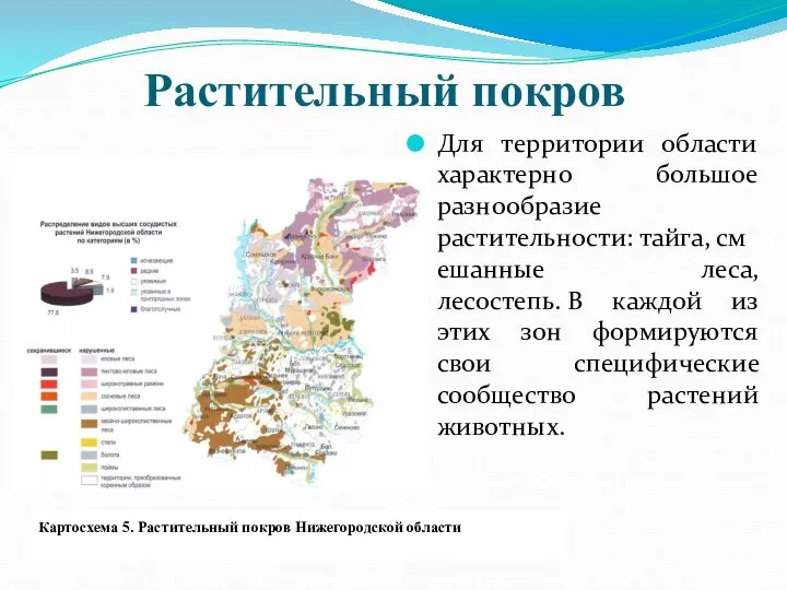 Растительный покров Для территории области характерно большое разнообразие растительности: тайга, смешанные леса,