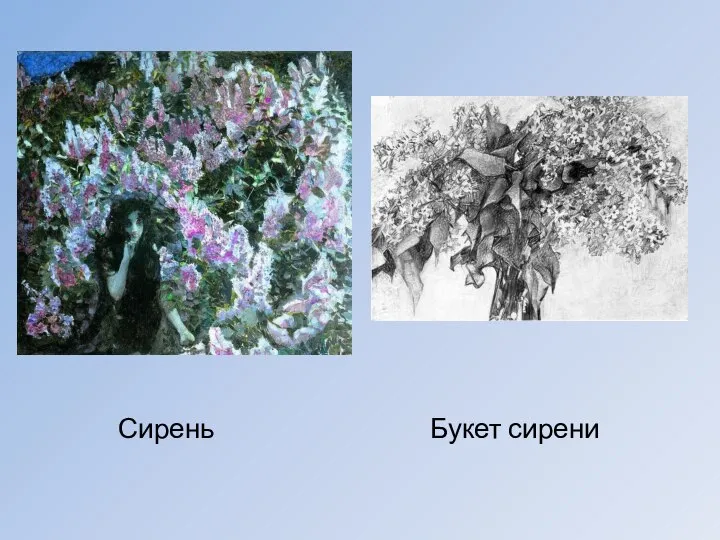 Сирень Букет сирени