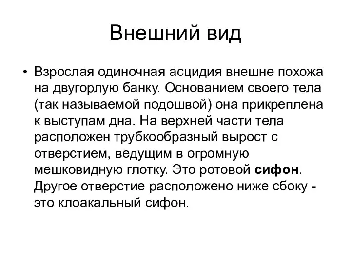 Внешний вид Взрослая одиночная асцидия внешне похожа на двугорлую банку. Основанием своего