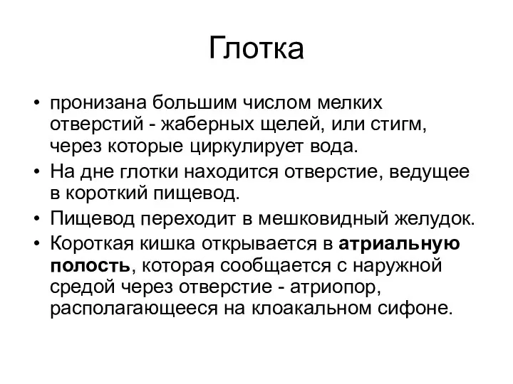 Глотка пронизана большим числом мелких отверстий - жаберных щелей, или стигм, через