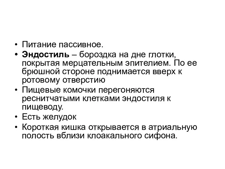 Питание пассивное. Эндостиль – бороздка на дне глотки, покрытая мерцательным эпителием. По