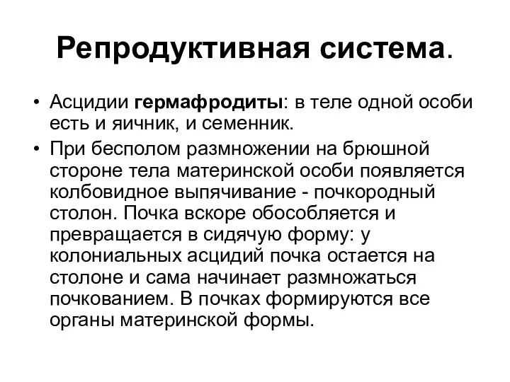 Репродуктивная система. Асцидии гермафродиты: в теле одной особи есть и яичник, и