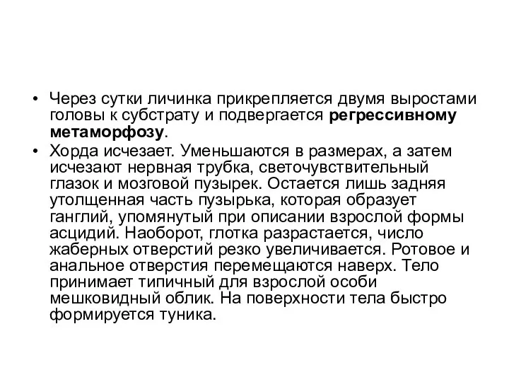 Через сутки личинка прикрепляется двумя выростами головы к субстрату и подвергается регрессивному