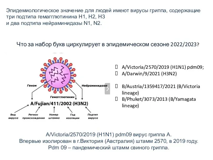 Эпидемиологическое значение для людей имеют вирусы гриппа, содержащие три подтипа гемагглютинина H1,