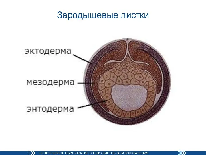 Зародышевые листки