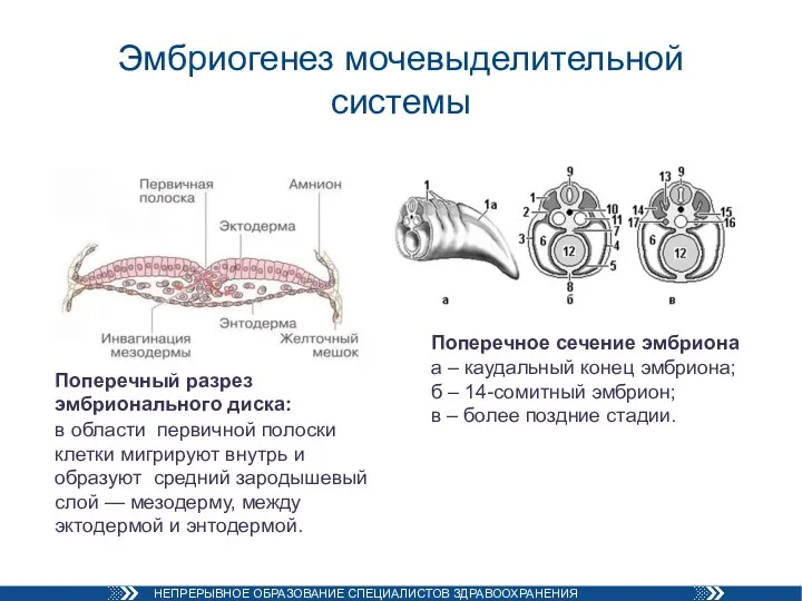 Эмбриогенез мочевыделительной системы Поперечный разрез эмбрионального диска: в области первичной полоски клетки