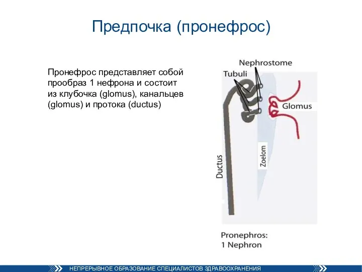 Предпочка (пронефрос) Пронефрос представляет собой прообраз 1 нефрона и состоит из клубочка