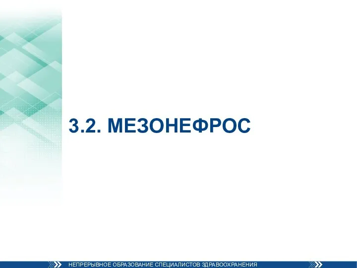 3.2. МЕЗОНЕФРОС