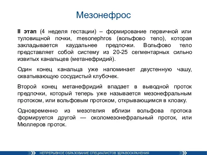 Мезонефрос II этап (4 неделя гестации) – формирование первичной или туловищной почки,