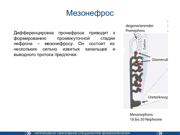 Мезонефрос Дифференцировка пронефроса приводит к формированию промежуточной стадии нефрона – мезонефросу. Он