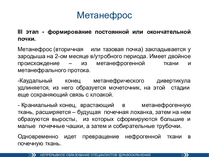 Метанефрос III этап - формирование постоянной или окончательной почки. Метанефрос (вторичная или