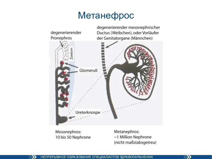 Метанефрос