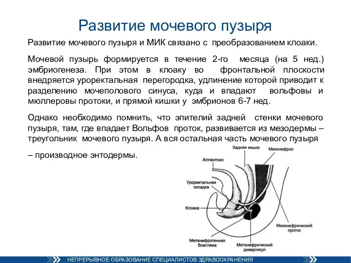 Развитие мочевого пузыря Развитие мочевого пузыря и МИК связано с преобразованием клоаки.