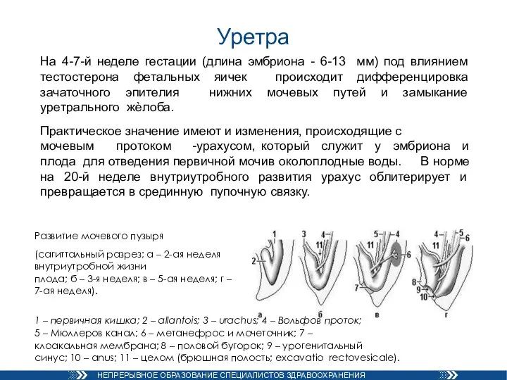 Уретра На 4-7-й неделе гестации (длина эмбриона - 6-13 мм) под влиянием