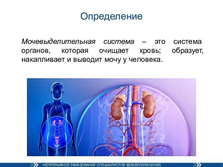 Мочевыделительная система – это система органов, которая очищает кровь; образует, накапливает и