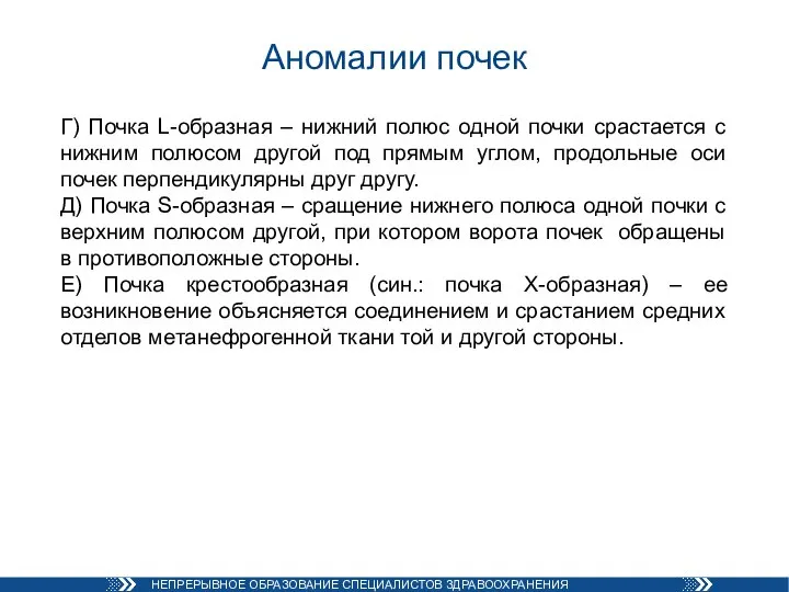 Аномалии почек Г) Почка L-образная – нижний полюс одной почки срастается с