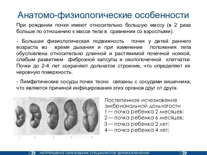 Анатомо-физиологические особенности При рождении почки имеют относительно большую массу (в 2 раза