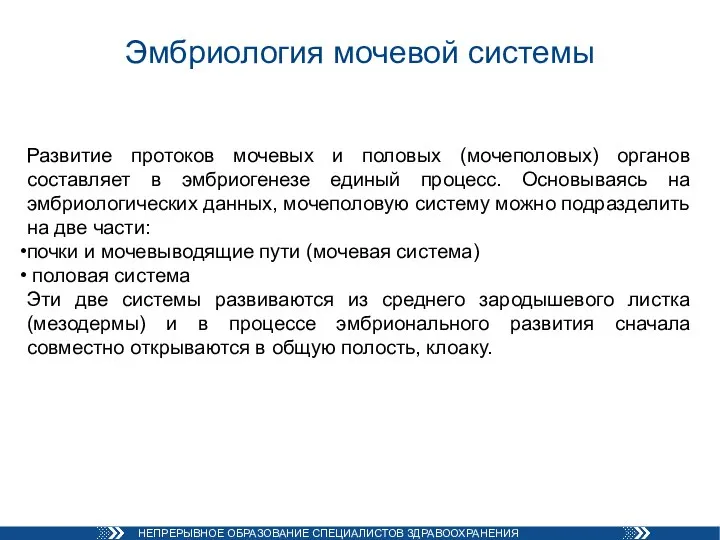 Эмбриология мочевой системы Развитие протоков мочевых и половых (мочеполовых) органов составляет в