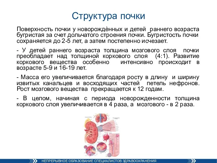 Структура почки Поверхность почки у новорождѐнных и детей раннего возраста бугристая за