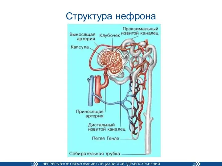 Структура нефрона