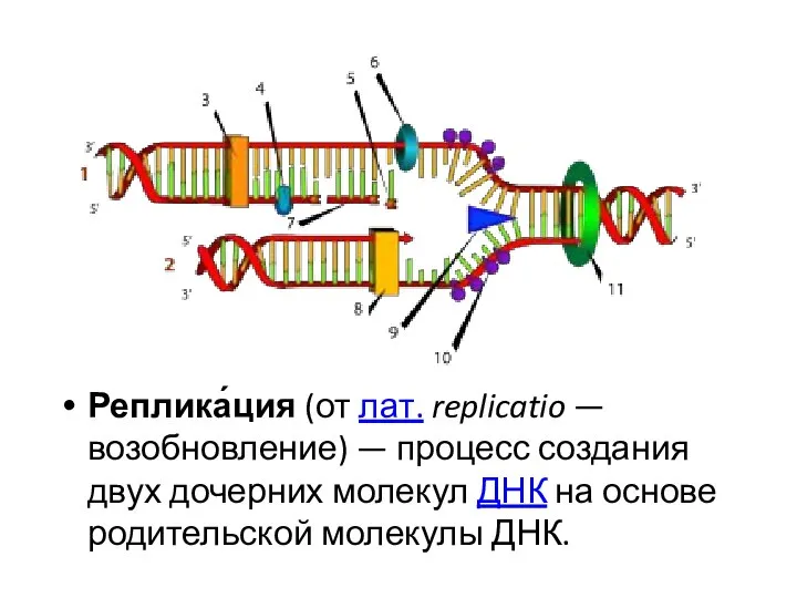 Реплика́ция (от лат. replicatio — возобновление) — процесс создания двух дочерних молекул