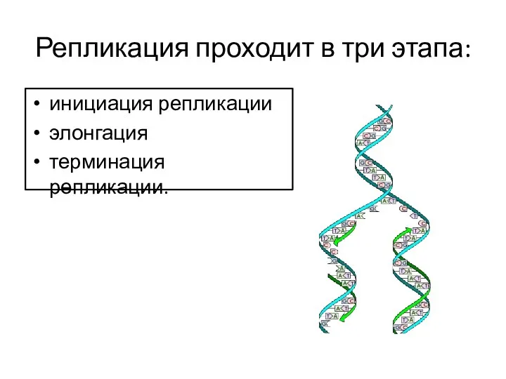 Репликация проходит в три этапа: инициация репликации элонгация терминация репликации.