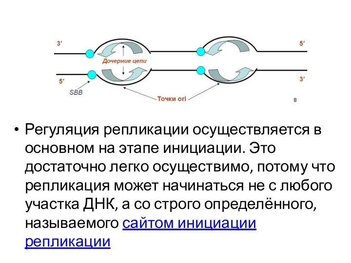 Регуляция репликации осуществляется в основном на этапе инициации. Это достаточно легко осуществимо,