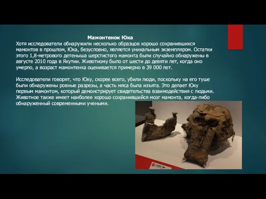 Мамонтенок Юка Хотя исследователи обнаружили несколько образцов хорошо сохранившихся мамонтов в прошлом,