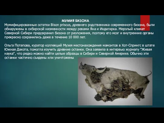 МУМИЯ БИЗОНА Мумифицированные остатки Bison priscus, древнего родственника современного бизона, были обнаружены