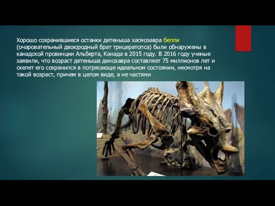 Хорошо сохранившиеся останки детеныша хасмозавра белли (очаровательный двоюродный брат трицератопса) были обнаружены