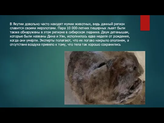 В Якутии довольно часто находят мумии животных, ведь данный регион славится своими