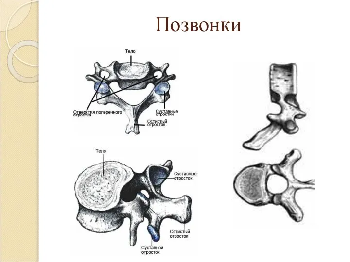 Позвонки