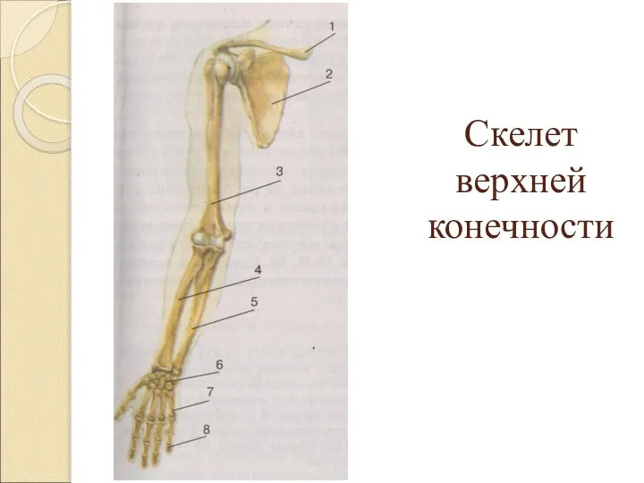 Скелет верхней конечности