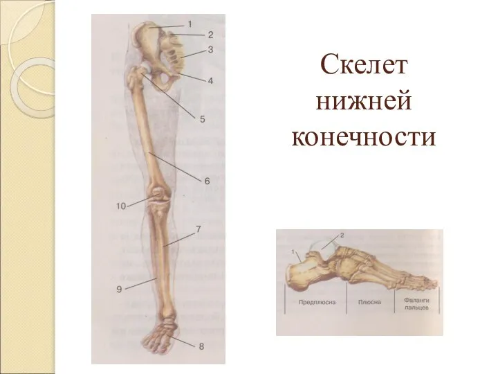 Скелет нижней конечности