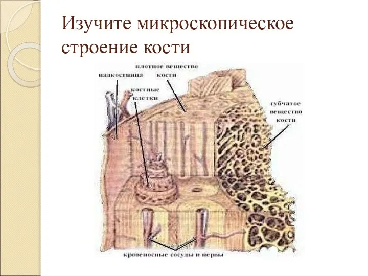 Изучите микроскопическое строение кости