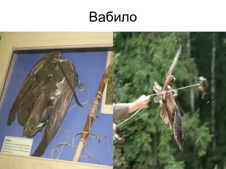 Вабило