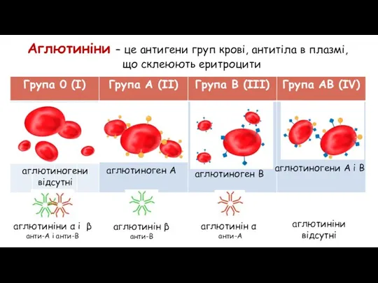 Аглютиніни – це антигени груп крові, антитіла в плазмі, що склеюють еритроцити