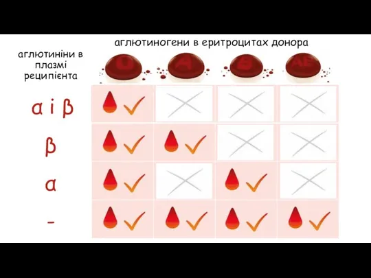 аглютиногени в еритроцитах донора аглютиніни в плазмі реципієнта α і β β α -