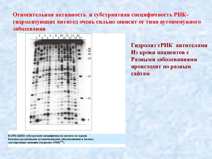 Относительная активность и субстрантная специфичность РНК-гидролизующих антитед очень сильно зависит от типа