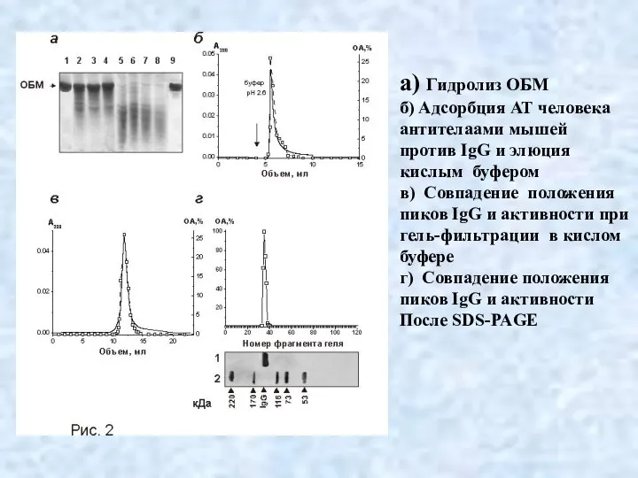 а) Гидролиз ОБМ б) Адсорбция АТ человека антителаами мышей против IgG и