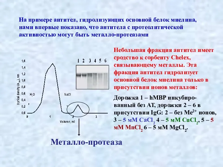 На примере антител, гидролизующих основной белок миелина, нами впервые показано, что антитела