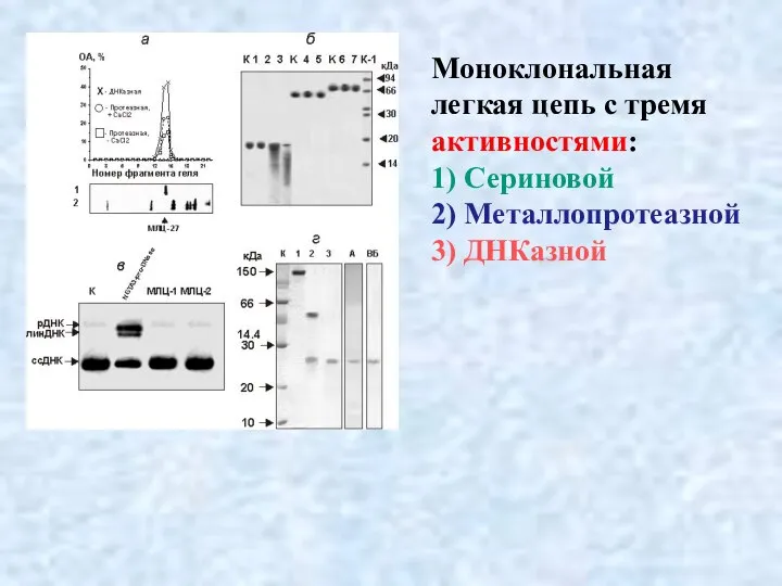 Моноклональная легкая цепь с тремя активностями: 1) Сериновой 2) Металлопротеазной 3) ДНКазной