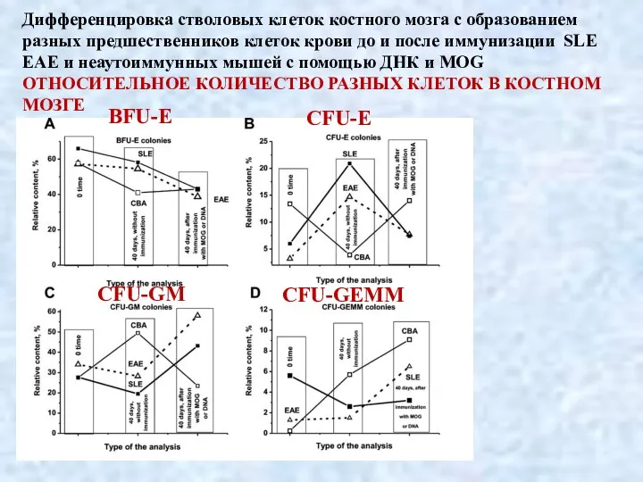 Дифференцировка стволовых клеток костного мозга с образованием разных предшественников клеток крови до