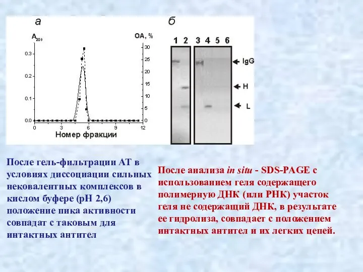 После гель-фильтрации АТ в условиях диссоциации сильных нековалентных комплексов в кислом буфере